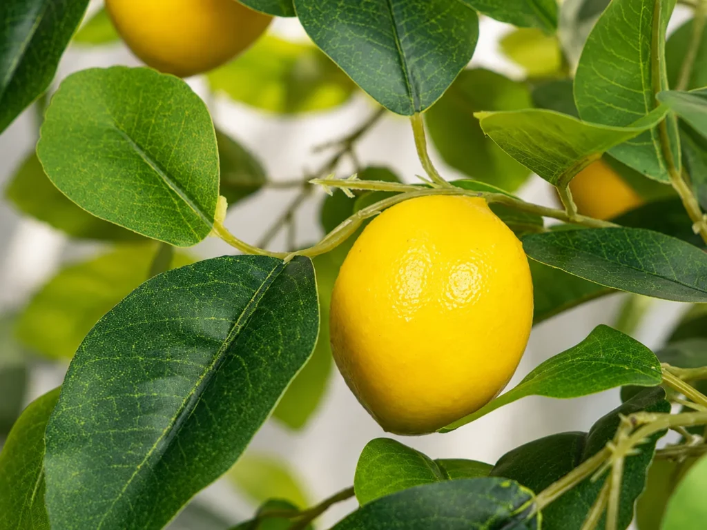 Close-up of realistic yellow lemons and green leaves on an Adorbox faux lemon tree
